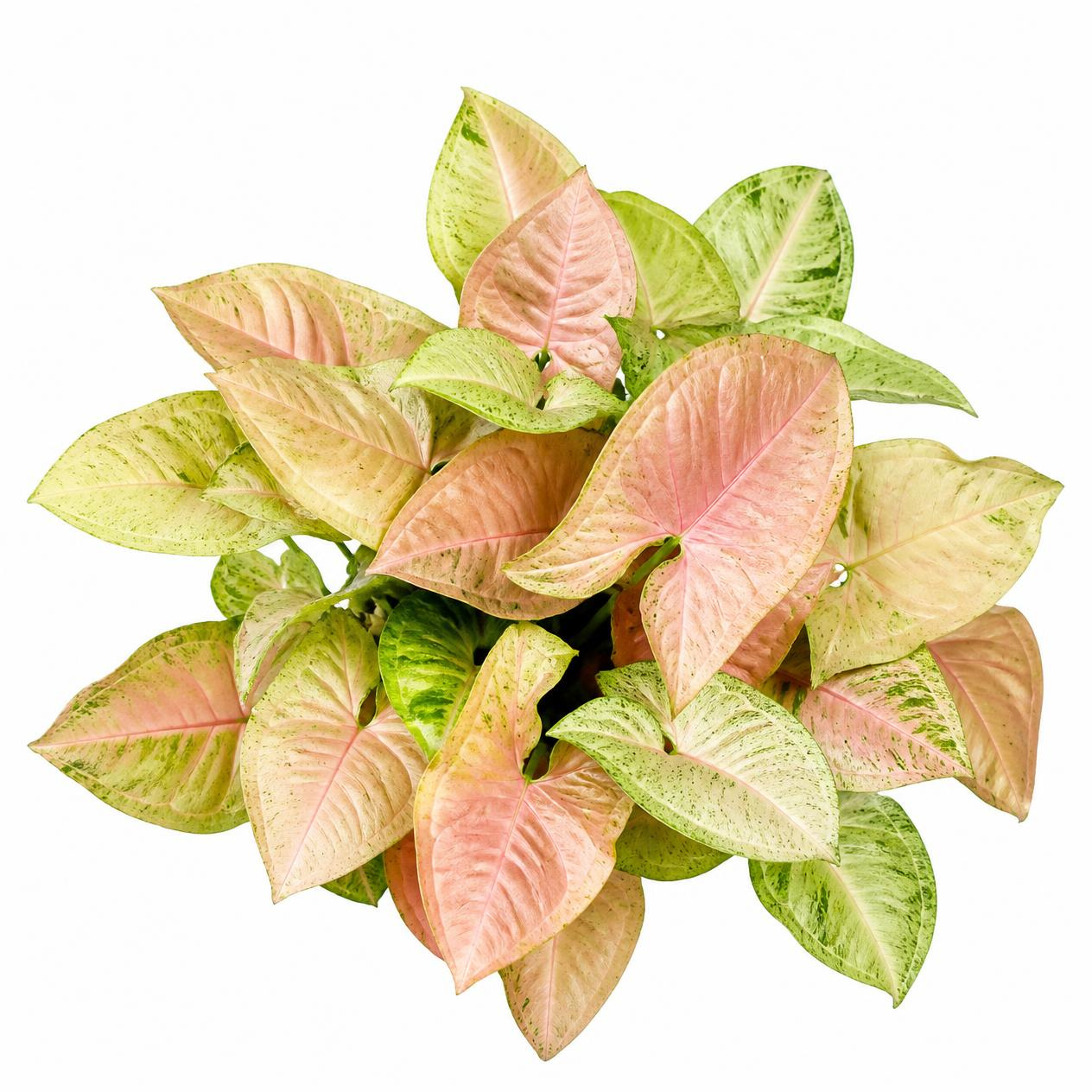 Syngonium 'Mango Allusion'